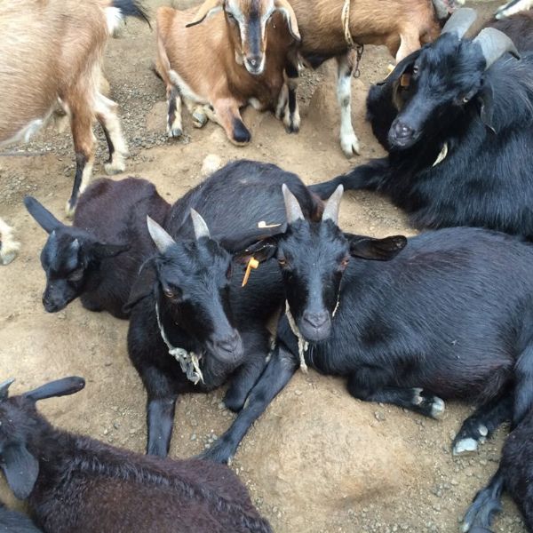 罗田黑山羊6